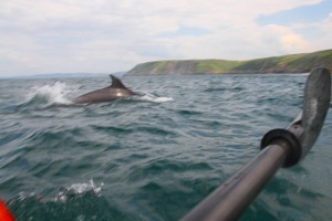 DOFE Dolphin on sea kayak expedition