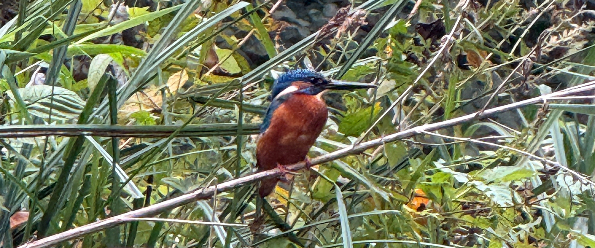 Kingfisher bird on a branch during a canoe trip on the River Teifi